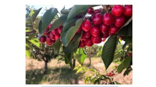 California cherry production gets underway