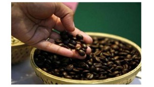 ဝယ်လိုအား မြင့်တက်လာမှုကြောင့် အိန္ဒိယ၏ ကော်ဖီ