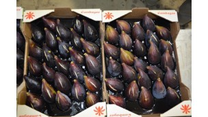 Breba fig season starts with high demand and better prices than last year