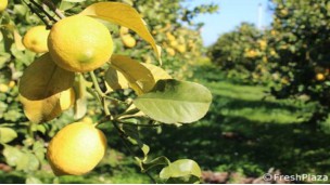Too many imported lemons as Italian supplies remain low
