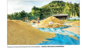 Shwebo Pawsan rice price rockets to K 110,000  per bag