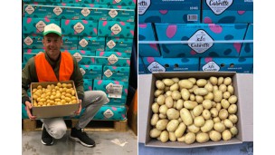 Major shortages and unprecedented high prices in the European potato market"
