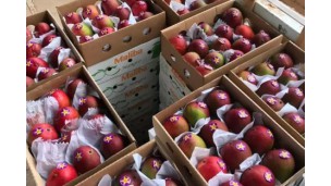 "Senegalese mango exports will restart very soon"