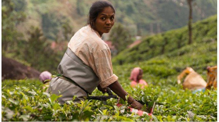 သီရိလင်္ကာနိုင်ငံ၌ လုပ်ကွက်ငယ်လက်ဖက်စိုက်ပျိုးသူများ၏ စိုက်ပျိုးထုတ်လုပ်မှုမှာ စုစုပေါင်းထုတ်လုပ်မှု၏ (၇၇%) ရှိကြောင်း ပြည်ထောင်စုဝန်ကြီးမှပြောကြား