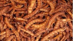 Fresh tamarind price on downward trend despite steady foreign demand