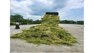 Japanese white sesame gains prominence in Mandalay market