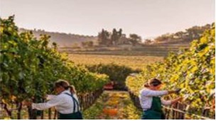 "Good expectations for Italian grape season"