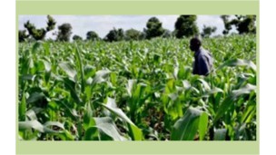 နိုင်ဂျီးရီးယားနိုင်ငံ၏ စိုက်ပျိုးရေးကဏ္ဍတိုးတက်စေရေးအတွက် ပြင်သစ်နိုင်ငံမှ ယူရို(၁.၂)သန်း ထောက်ပံ့ကူညီရန် သဘောတူလက်မှတ်ရေးထိုး