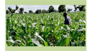 Nigeria, France Sign €1.2M Agreement to Improve Agriculture