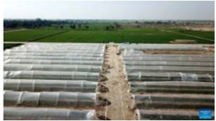 ပါကစ္စတန်-တရုတ် ငရုတ်သီးနီ စီမံကိန်းသည် ပါကစ္စတန်နိုင်ငံ၏ စိုက်ပျိုးရေးကဏ္ဍကို မြှင့်တင်ရာတွင် အကူအညီတစ်ရပ်ဖြစ်