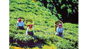 MoALI encourages value addition to tea leaf production in Shan State, Mandalay and Sagaing regions