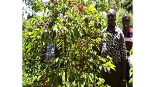Coffee farming initiative bearing economic fruits