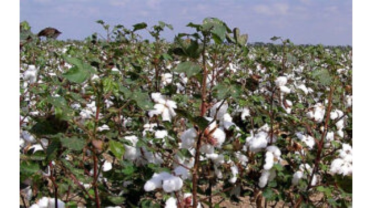 Heavy rains lessen cotton quality