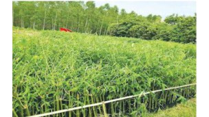 Bamboo growers increase as products rebound in markets