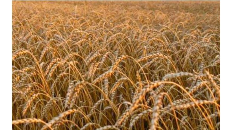 ﻿Higher domestic wheat yield reduces imports