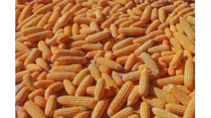 ﻿Sluggish foreign demand drives corn prices down