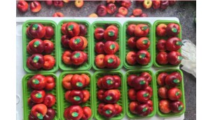 ﻿“The price of Dalian cherries has dropped rapidly”
