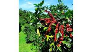 စိုက်ပျိုးရေးဦးစီးဌာနသည် နိုင်ငံအနှံ့အပြား၌ ကော်ဖီစိုက်ဧကများကို (၅)နှစ်အတွင်း တိုးချဲ့စိုက်ပျိုးရန် စီစဉ်လျက်ရှိ