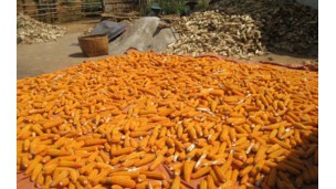 Feed mills sourcing maize amid shortage