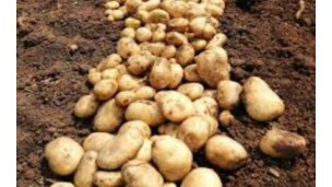 Early-monsoon potato price gets high due to low supply