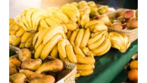 Philippine banana exports to China plummet