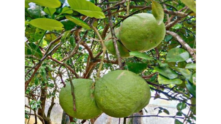 Consumption of seasonal Mawlamyine pomelo increasing and its sales strong in market