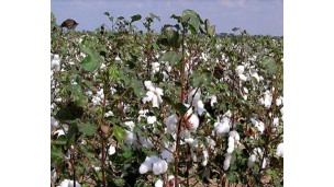 Heavy Industries Enterprise No.3 seeks bids for C-grade long-staple cotton