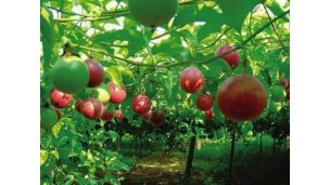 Passion fruit suppliers urged to contact MFVP for joint production