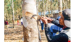 Myanmar ships 62,000+ tonnes of natural rubber worth US$87M in Q1