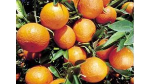 Zimbabwe's agricultural exports flourish in Zambia