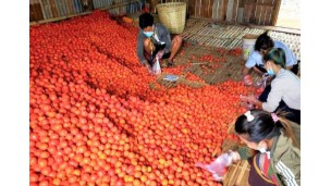 Tomato production abundant in Nyaungshwe, consumers enjoy cheaper price