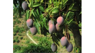 Third campaign of the Mango de Málaga brand gets underway