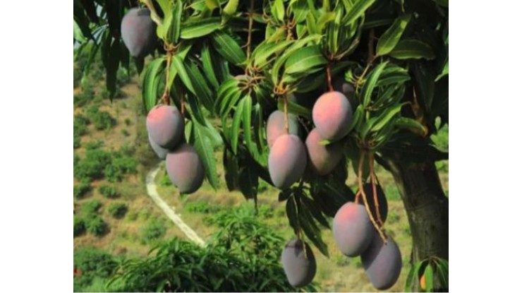 Mango de Málaga အမှတ်တံဆိပ်၏ တတိယမြောက် လှုပ်ရှားမှု စတင်နေ