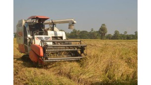 Myanmar seeks global recognition for Myanma Pawsan Rice with GI status