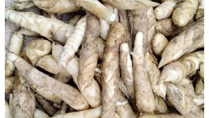 Rare Aungban arrowroots see high demand from Yangon