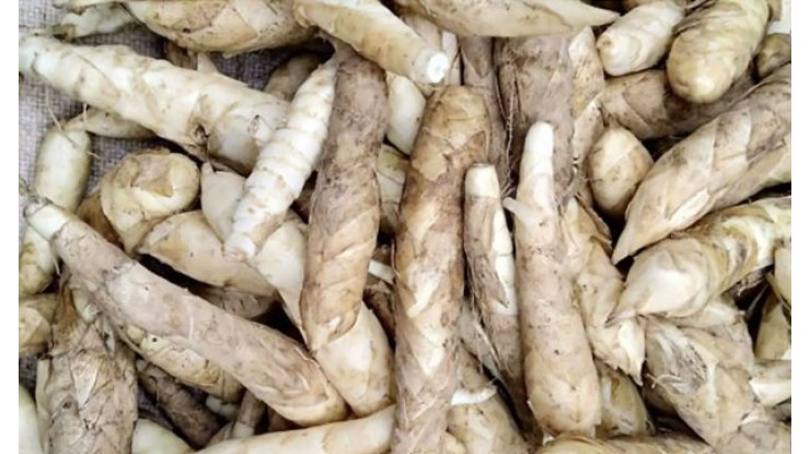 Rare Aungban arrowroots see high demand from Yangon