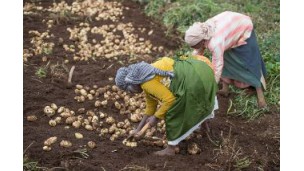 South Africa’s agriculture sees export growth despite droughts and import reliance
