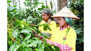 မြန်မာနိုင်ငံ၏ ဒေသထွက်ကော်ဖီများ ပြည်တွင်းနှင့် ပြည်ပဈေးကွက်(၂)ခုလုံးတွင် ဝယ်လိုအားမြင့်တက်နေ