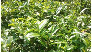 Green tea leaves in high demand, dried tea prices rise