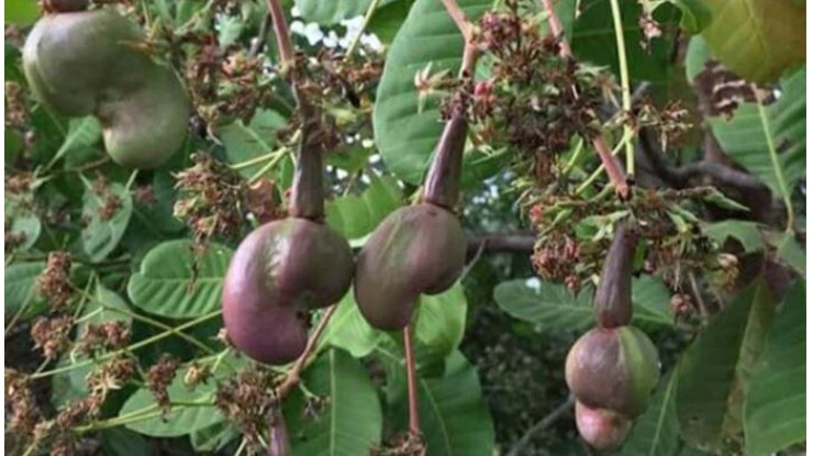 Myanmar exports value-added cashew nuts from Ayeyawady Region