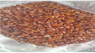 ﻿China resumes purchase of Myanmar plum seeds amid favourable market