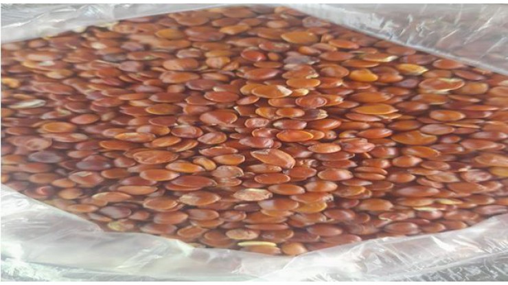 ﻿China resumes purchase of Myanmar plum seeds amid favourable market