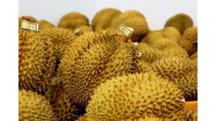 Mekong Delta localities ensure traceability for export agricultural products