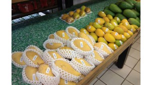 Mango exporters brace for disruption this year
