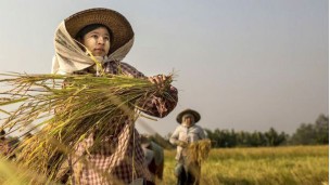 Pawsan prices surge amid high demand in Ayeyawady Region
