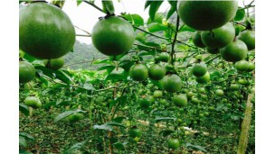 Nay Pyi Taw’s orders for passion fruit mount