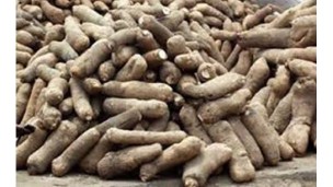 National support to boost export-earner yam production