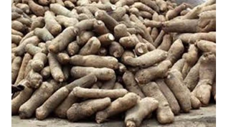 National support to boost export-earner yam production