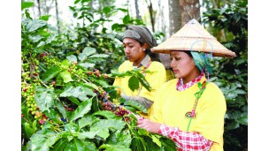  Myanmar ships 68+ tonnes of coffee beans to Belgium in Oct