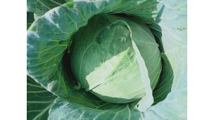  Aungban-produced Chinese cabbage and chayote receive orders from Yangon